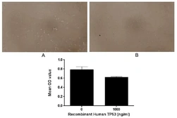 Human p53 protein, His tag (active). GTX00268-pro