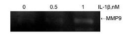 Mouse IL1 beta protein, His tag (active). GTX00293-pro