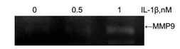 Mouse IL1 beta protein, His tag (active). GTX00293-pro