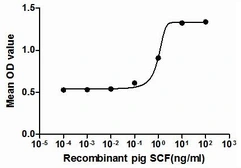 Pig SCF protein, His tag (active). GTX00337-pro