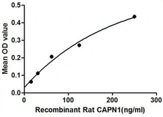 Rat Calpain 1 protein, His tag. GTX00357-pro