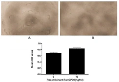 Rat CHI3L1 protein, His tag (active). GTX00364-pro