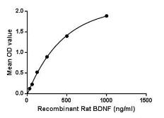Rat BDNF protein, His tag. GTX00367-pro