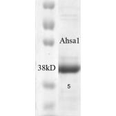 Human AHA-1 protein (active). GTX00426-pro