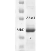 Human AHA-1 protein (active). GTX00426-pro