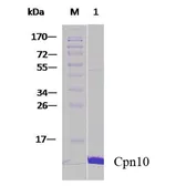 Human Cpn10 protein. GTX00433-pro