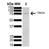 Human Grp78 protein, His tag (active). GTX00434-pro