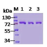 Human Grp78 protein. GTX00435-pro