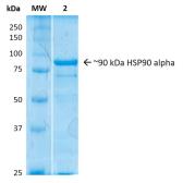 Human Hsp90 alpha protein. GTX00441-pro