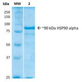 Human Hsp90 alpha protein. GTX00441-pro