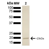 Human p23 protein (active). GTX00443-pro