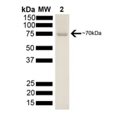 Human Hsp70 protein, His tag (active). GTX00446-pro