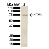 Human Hsp70 protein (active). GTX00447-pro