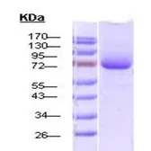 Human Hsp70 protein (active). GTX00449-pro