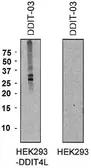 Anti-DDIT4L antibody [DDIT-03] used in Western Blot (WB). GTX00520