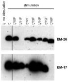 Anti-CD3 zeta (phospho Tyr72) antibody [EM-26] used in Western Blot (WB). GTX00521