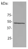 Anti-NCK1 antibody [EM-06] used in Western Blot (WB). GTX00522