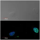 Anti-Ki67 antibody [Ki-67] used in Immunocytochemistry/ Immunofluorescence (ICC/IF). GTX00538