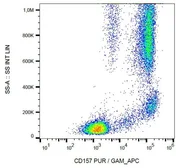 Anti-BST1 antibody [SY11B5] used in Flow cytometry (FACS). GTX00541