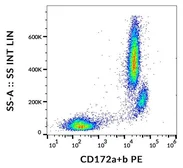 Anti-SIRP alpha + SIRP beta antibody [SE5A5] (PE) used in Flow cytometry (FCM). GTX00543-08