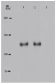 Anti-Rb (phospho Thr821) antibody [24A7] used in Western Blot (WB). GTX00682