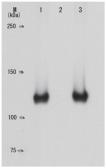 Anti-Rb (phospho Ser795) antibody [28B5] used in Western Blot (WB). GTX00683
