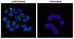 Anti-c-Myc (phospho Ser62) antibody [33A12E10] used in Immunocytochemistry/ Immunofluorescence (ICC/IF). GTX00684