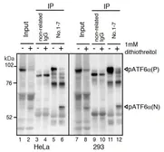 Anti-ATF6 antibody [1-7] used in Immunoprecipitation (IP). GTX00687