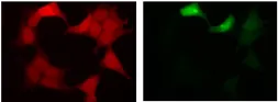 Anti-GFP antibody [1A5] used in Immunocytochemistry/ Immunofluorescence (ICC/IF). GTX00694