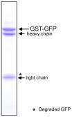 Anti-GFP antibody [1A5] used in Immunoprecipitation (IP). GTX00694