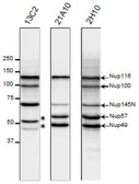 Anti-NUP98 antibody [21A10] used in Western Blot (WB). GTX00695