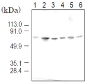 Anti-KPNA4 antibody [3D10] used in Western Blot (WB). GTX00698