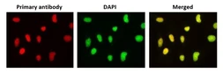 Anti-PHLDA3 antibody [4B6] used in Immunocytochemistry/ Immunofluorescence (ICC/IF). GTX00700