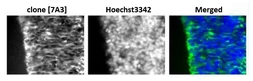 Anti-Nestin antibody [7A3] used in IHC (Frozen sections) (IHC-Fr). GTX00706