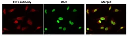 Anti-EID1 antibody [2] used in Immunocytochemistry/ Immunofluorescence (ICC/IF). GTX00708