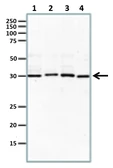 Anti-Rad51 antibody used in Western Blot (WB). GTX00720