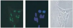 Anti-DDX18 antibody used in Immunocytochemistry/ Immunofluorescence (ICC/IF). GTX00725