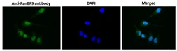 Anti-RanBP9 antibody used in Immunocytochemistry/ Immunofluorescence (ICC/IF). GTX00728