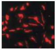 Anti-Nestin antibody used in Immunocytochemistry/ Immunofluorescence (ICC/IF). GTX00737