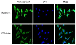 Anti-Calnexin antibody used in Immunocytochemistry/ Immunofluorescence (ICC/IF). GTX00742