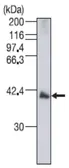 Anti-IZUMO1 antibody used in Western Blot (WB). GTX00746