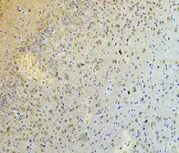 Anti-NLRP3 antibody used in IHC (Paraffin sections) (IHC-P). GTX00763