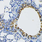 Anti-IQGAP1 antibody used in IHC (Paraffin sections) (IHC-P). GTX00764