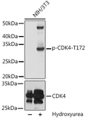 Anti-CDK4 (phospho Thr172) antibody used in Western Blot (WB). GTX00778