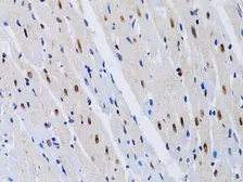 Anti-MT2A antibody used in IHC (Paraffin sections) (IHC-P). GTX00789