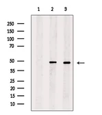 Anti-RUNX2 antibody used in Western Blot (WB). GTX00792