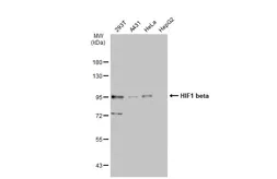 Anti-HIF1 beta antibody [GT1141] used in Western Blot (WB). GTX00799