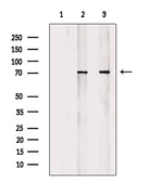 Anti-ATF2 (phospho Thr69) antibody used in Western Blot (WB). GTX00805