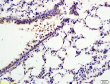 Anti-Pentraxin 3 antibody used in IHC (Paraffin sections) (IHC-P). GTX00819