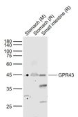 Anti-GPR43 antibody used in Western Blot (WB). GTX00823